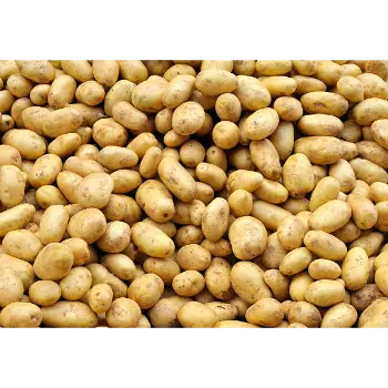 potato (7)-3233387-61180.webp